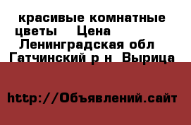 красивые комнатные цветы. › Цена ­ 150-230 - Ленинградская обл., Гатчинский р-н, Вырица   »    